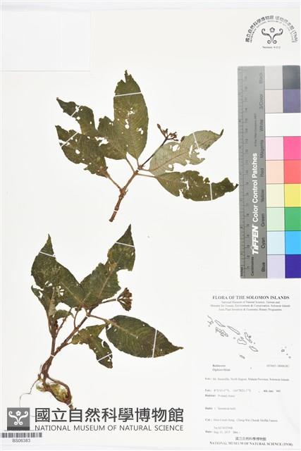 登錄號:BS06383藏品圖，第1張