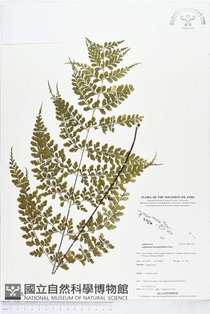 大羽鐵角蕨藏品圖，第1張