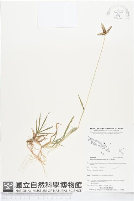 龍爪茅藏品圖，第1張