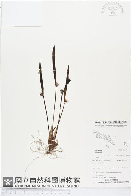 登錄號:BS04383藏品圖，第1張