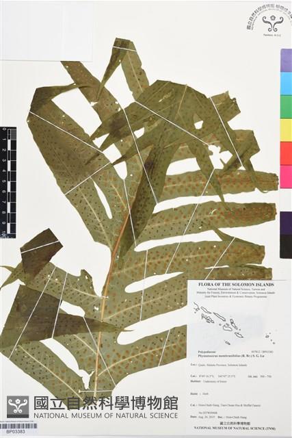 顯脈瘤蕨藏品圖，第1張