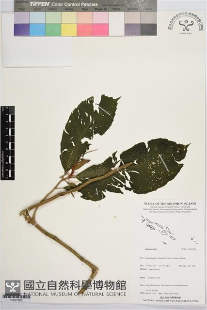 登錄號:BS07383藏品圖，第1張