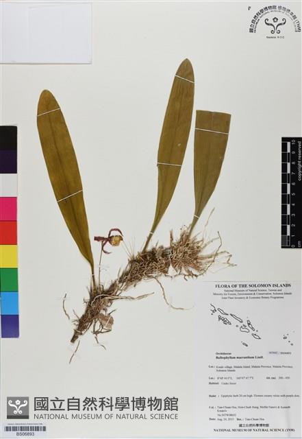 登錄號:BS06893藏品圖，第1張