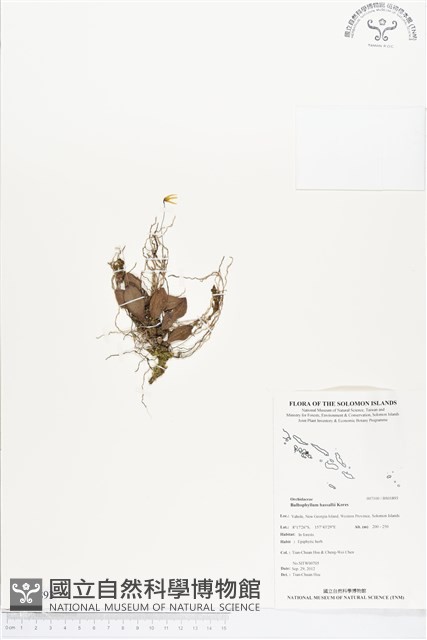 登錄號:BS01893藏品圖，第1張