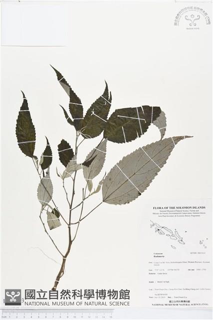 登錄號:BS03893藏品圖，第1張