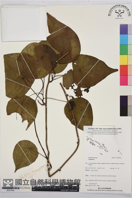 登錄號:BS07893藏品圖，第1張