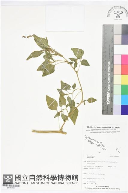 登錄號:BS06093藏品圖，第1張