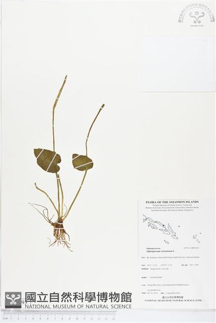 網脈瓶爾小草藏品圖，第1張