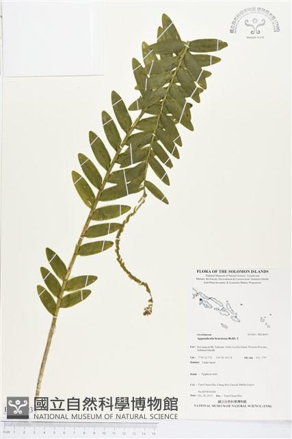 登錄號:BS04093藏品圖，第1張