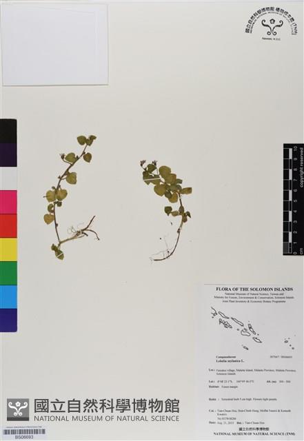 圓葉山梗菜藏品圖，第1張