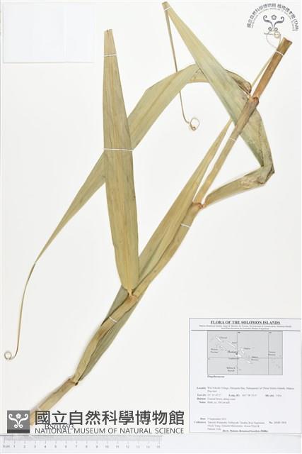 登錄號:BS01693藏品圖，第1張