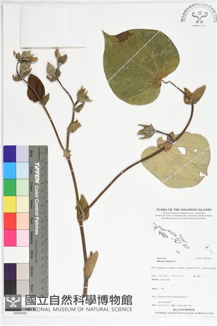 黃槿藏品圖，第1張