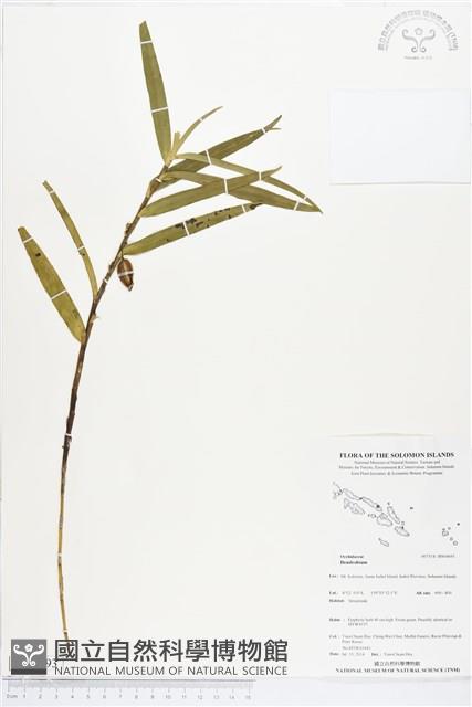 登錄號:BS04693藏品圖，第1張