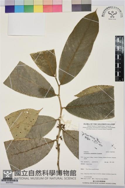 Accession Number:BS07693 Collection Image