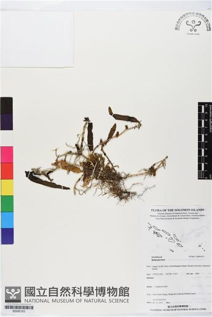 登錄號:BS06193藏品圖，第1張