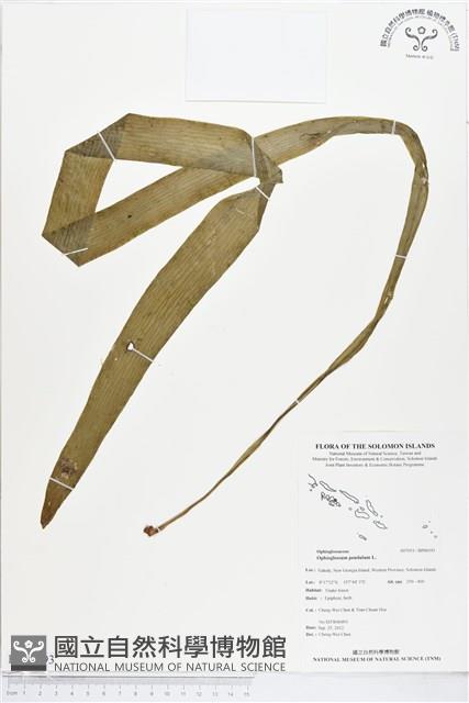 帶狀瓶爾小草藏品圖，第1張