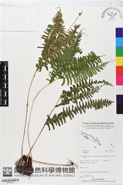 登錄號:BP02493藏品圖，第1張