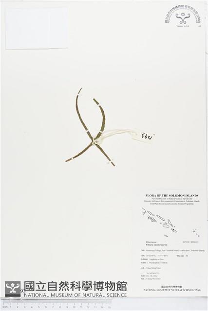 劍葉書帶蕨藏品圖，第1張