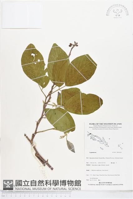 登錄號:BS04493藏品圖，第1張