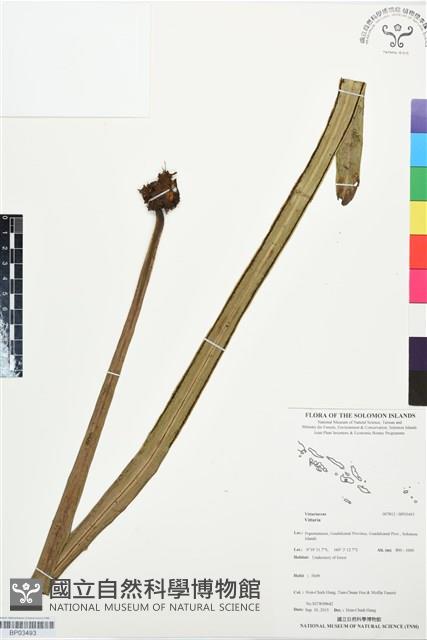 登錄號:BP03493藏品圖，第1張