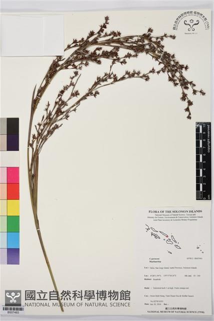 登錄號:BS07493藏品圖，第1張