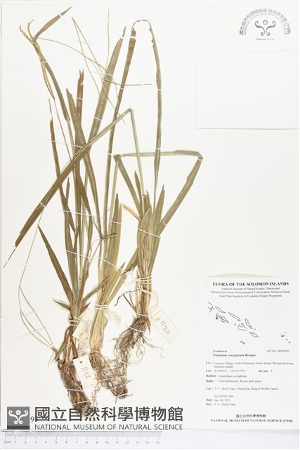 兩耳草藏品圖，第1張