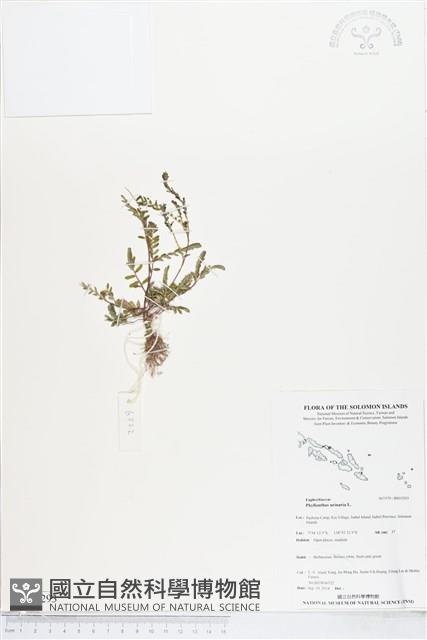 葉下珠、珠仔草藏品圖，第1張