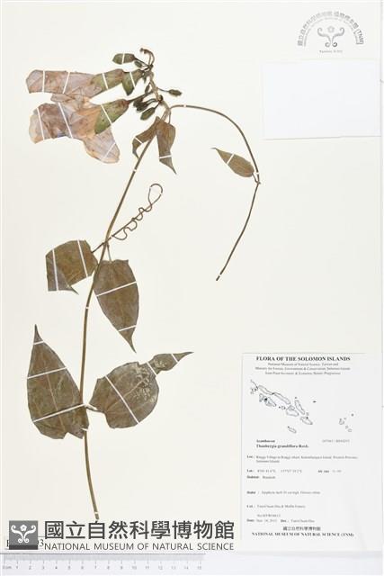 大鄧伯花藏品圖，第1張
