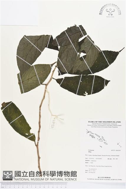 登錄號:BS03293藏品圖，第1張