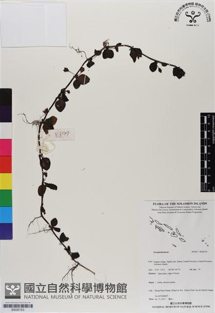 登錄號:BS06793藏品圖，第1張
