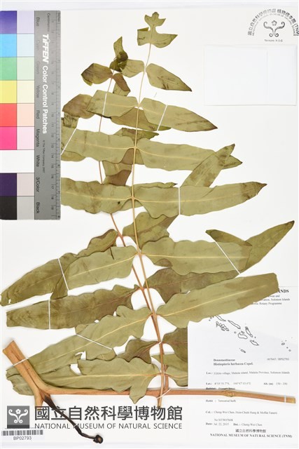 登錄號:BP02793藏品圖，第1張