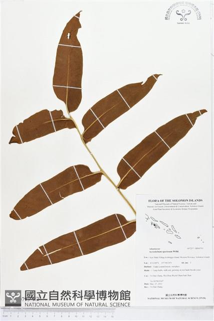 登錄號:BP00793藏品圖，第1張