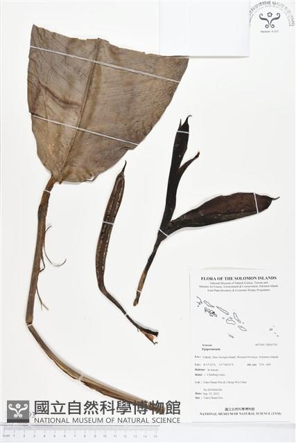 登錄號:BS01793藏品圖，第1張