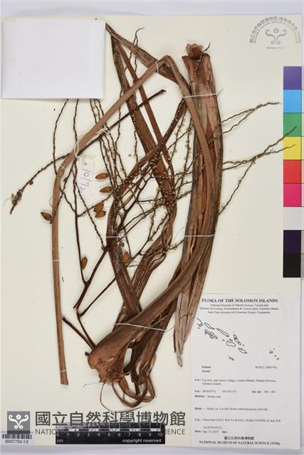 登錄號:BS07793藏品圖，第1張