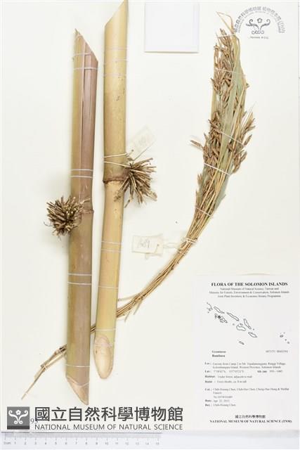 登錄號:BS02593藏品圖，第1張