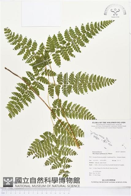 熱帶鱗蓋蕨藏品圖，第1張