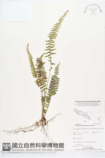 登錄號:BP01593藏品圖，第1張
