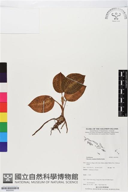 登錄號:BS05593藏品圖，第1張
