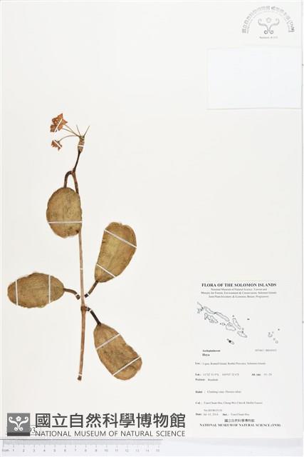 登錄號:BS04593藏品圖，第1張