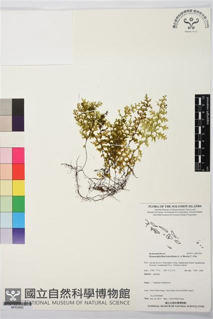 南洋厚壁蕨藏品圖，第1張