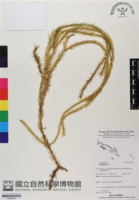 登錄號:BP02993藏品圖，第1張