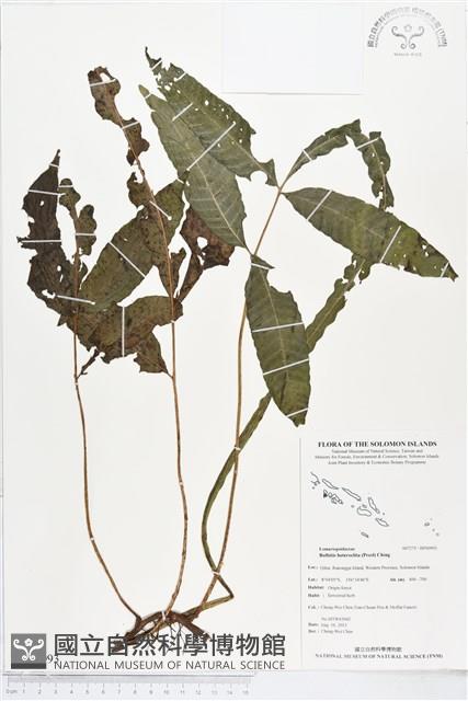 尾葉實蕨藏品圖，第1張