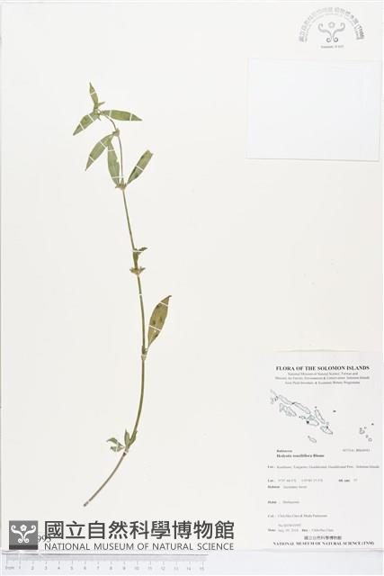 纖花耳草藏品圖，第1張