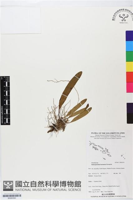 登錄號:BS06393藏品圖，第1張