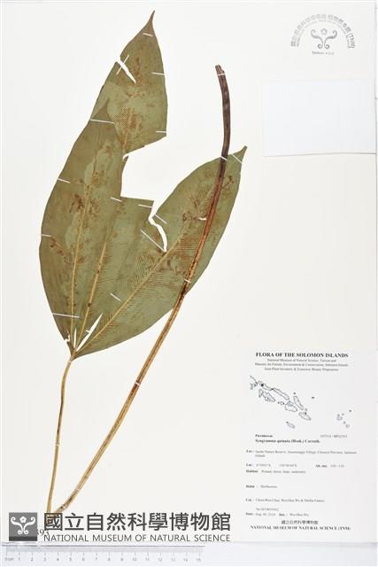 登錄號:BP02393藏品圖，第1張