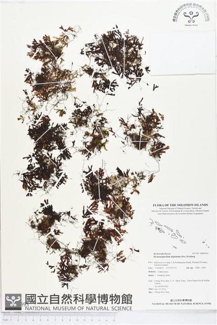 指裂細口團扇蕨藏品圖，第1張