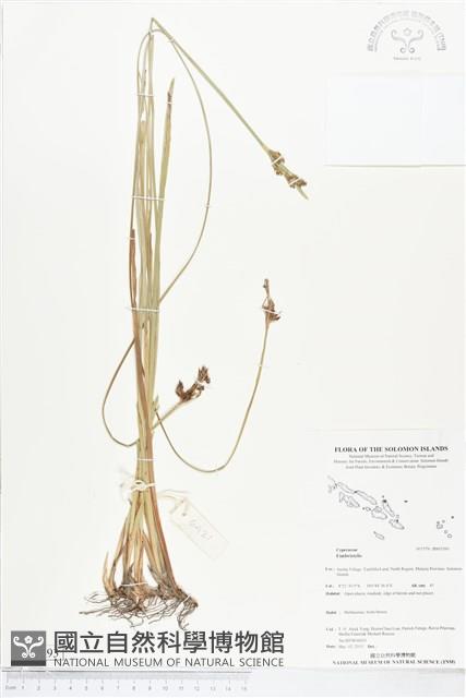 登錄號:BS05393藏品圖，第1張