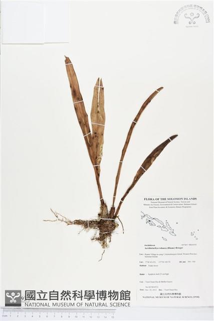 登錄號:BS04393藏品圖，第1張