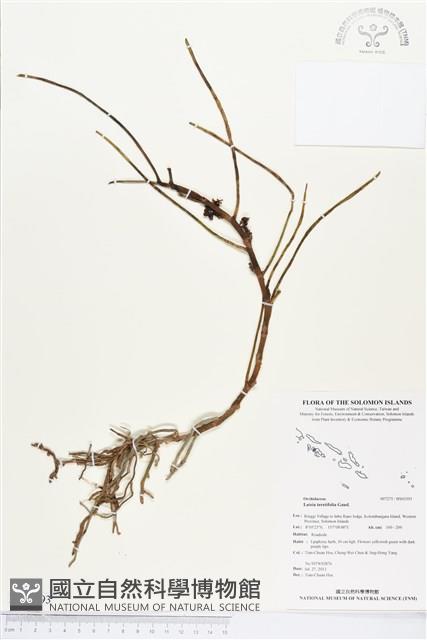 登錄號:BS03393藏品圖，第1張