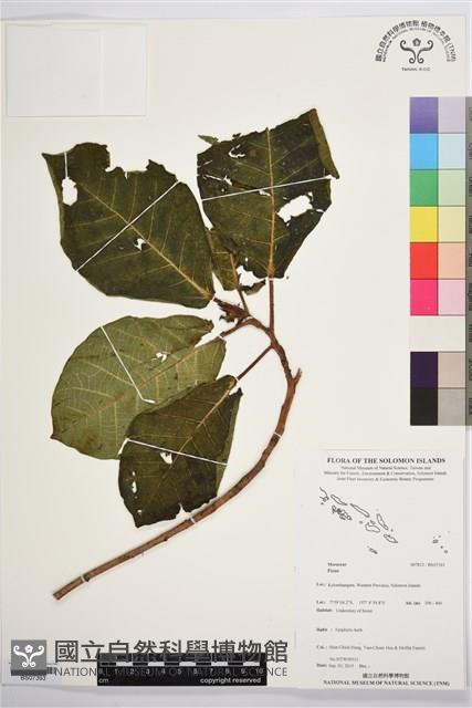 登錄號:BS07393藏品圖，第1張